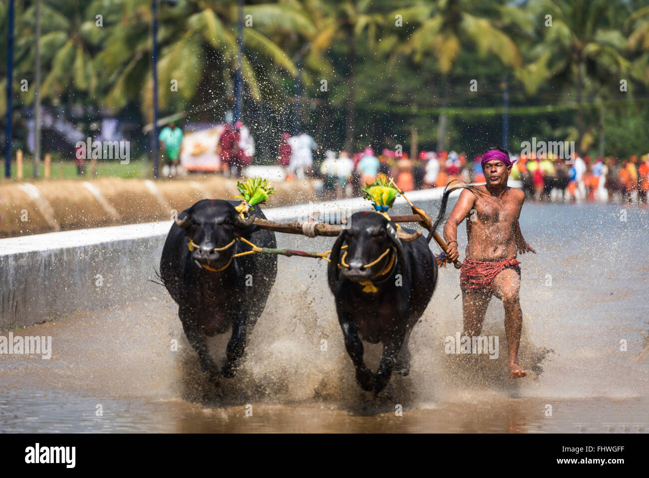 Gara di Buffalo celebrazione nella parte occidentale del Karnataka, India Foto Stock