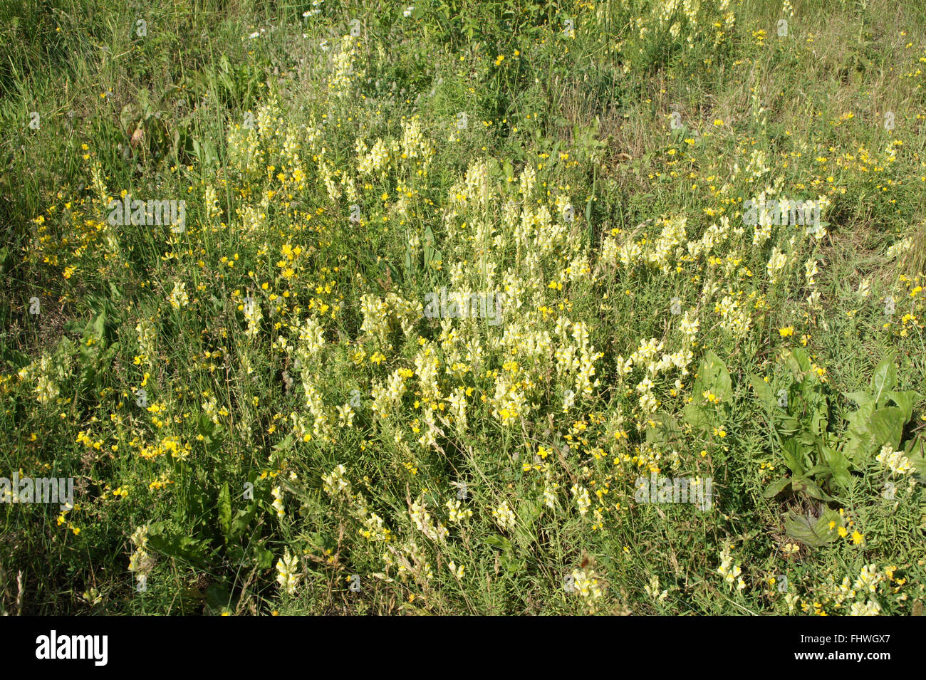 Linaria vulgaris, toadflax comune Foto Stock