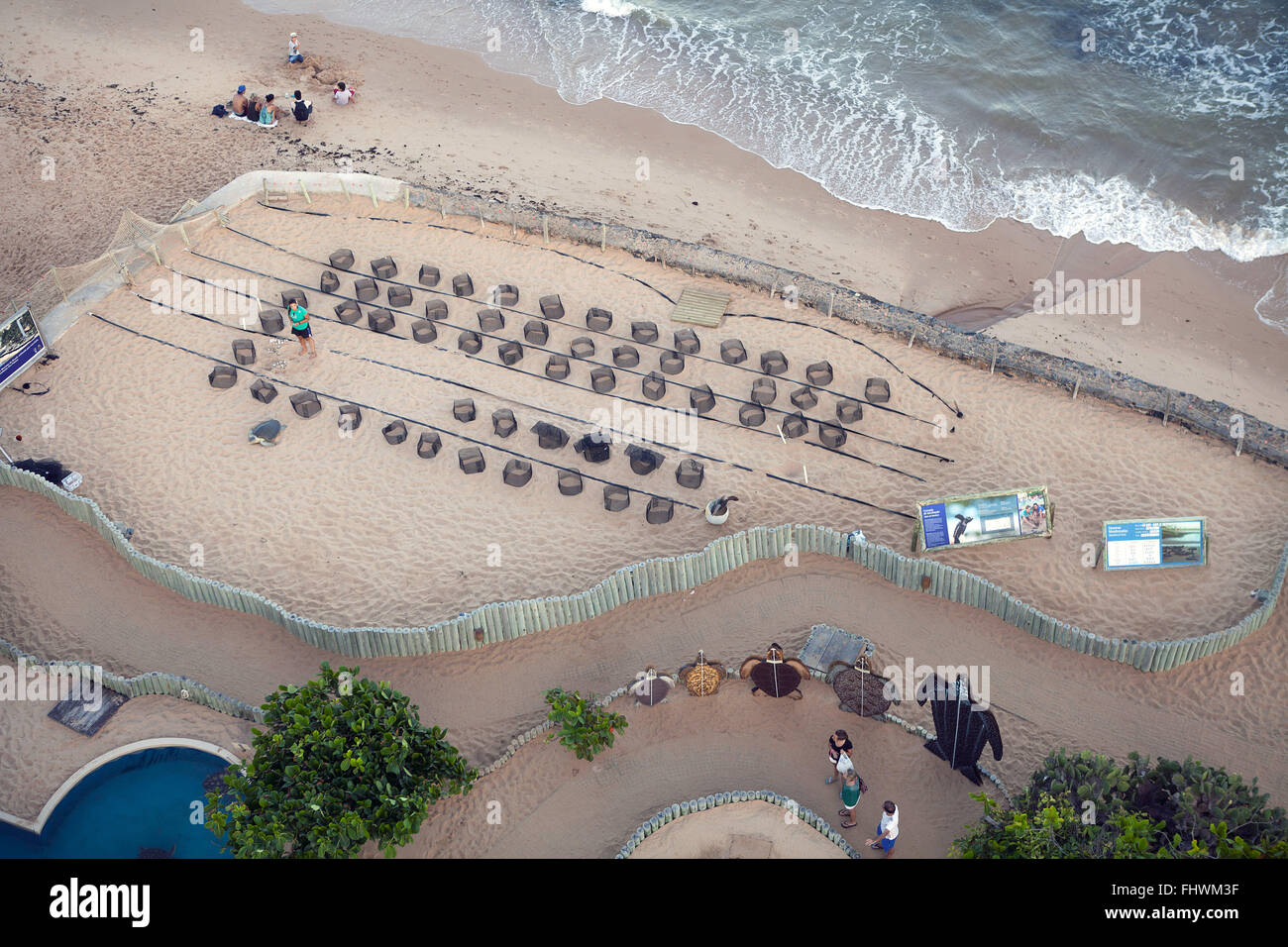 Nidi di riproduzione in Praia do Forte, Projeto Tamar, Museo all aperto della tartaruga marina Foto Stock