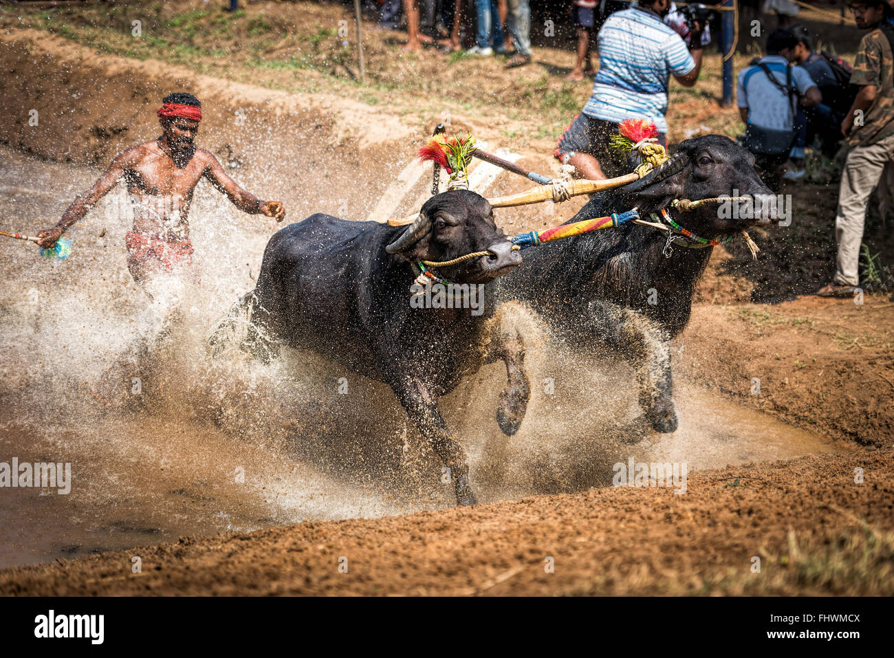 Gara di Buffalo celebrazione nella parte occidentale del Karnataka, India Foto Stock