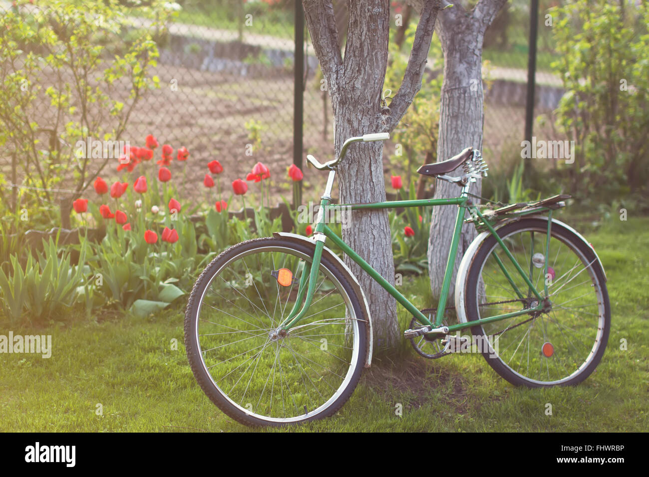 Vecchio retro vintage in bicicletta in un giardino parcheggiato su un prato accanto ad un albero. Tulipani rossi su un backround Foto Stock