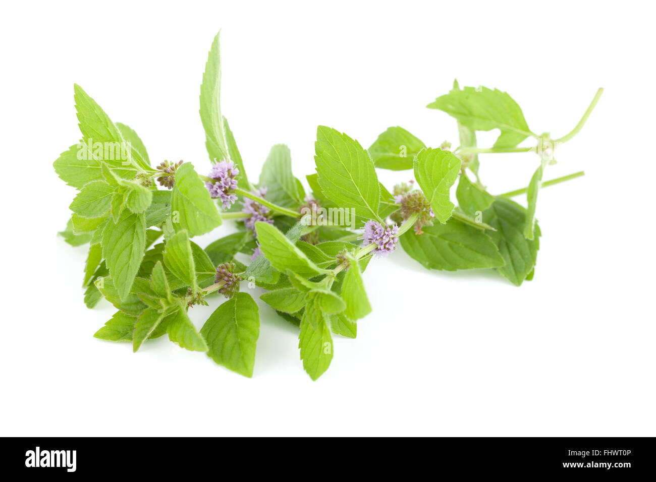 Fiore di menta verde (Mentha pulegium) su sfondo bianco Foto Stock