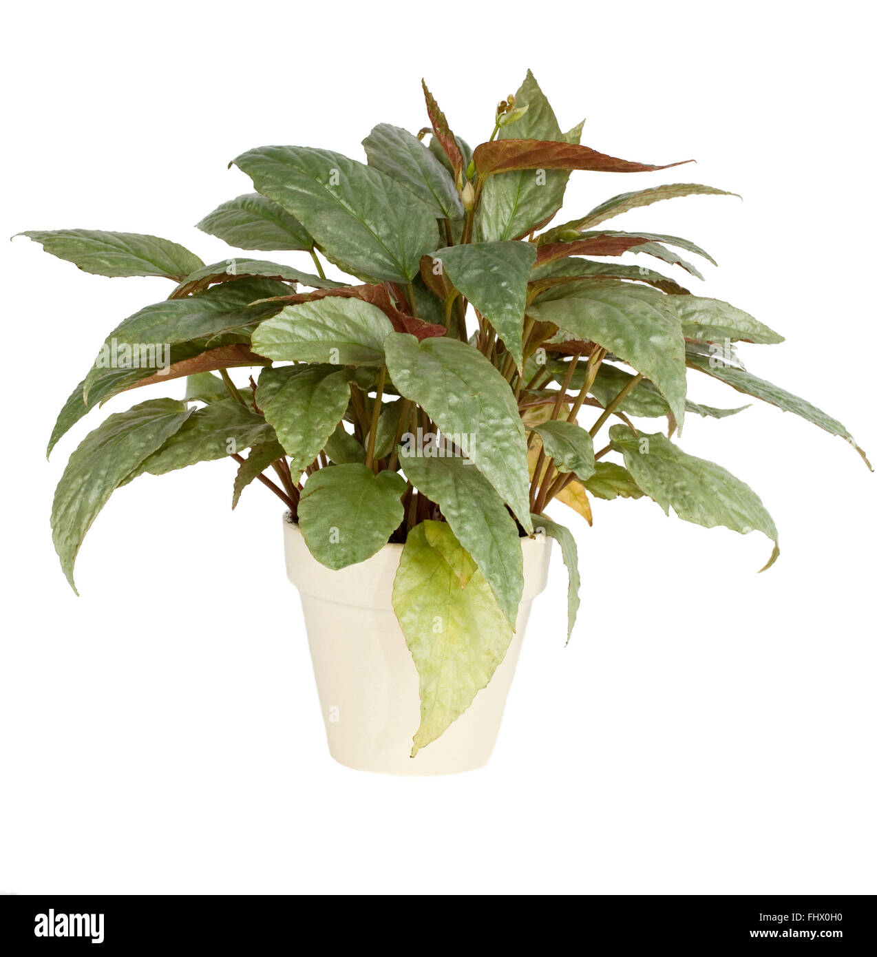 Begonia Rex Foto Stock