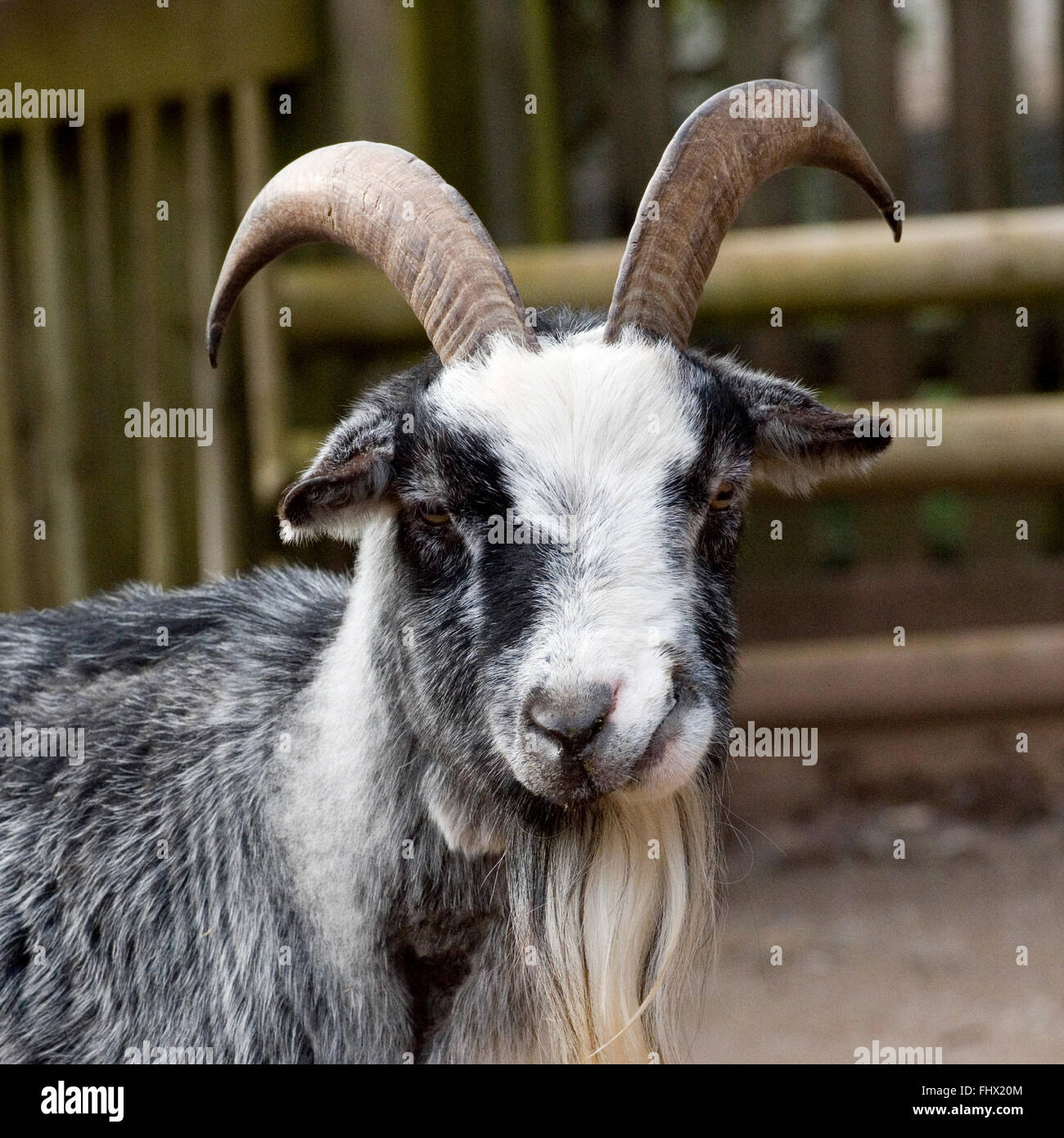 capra Foto Stock