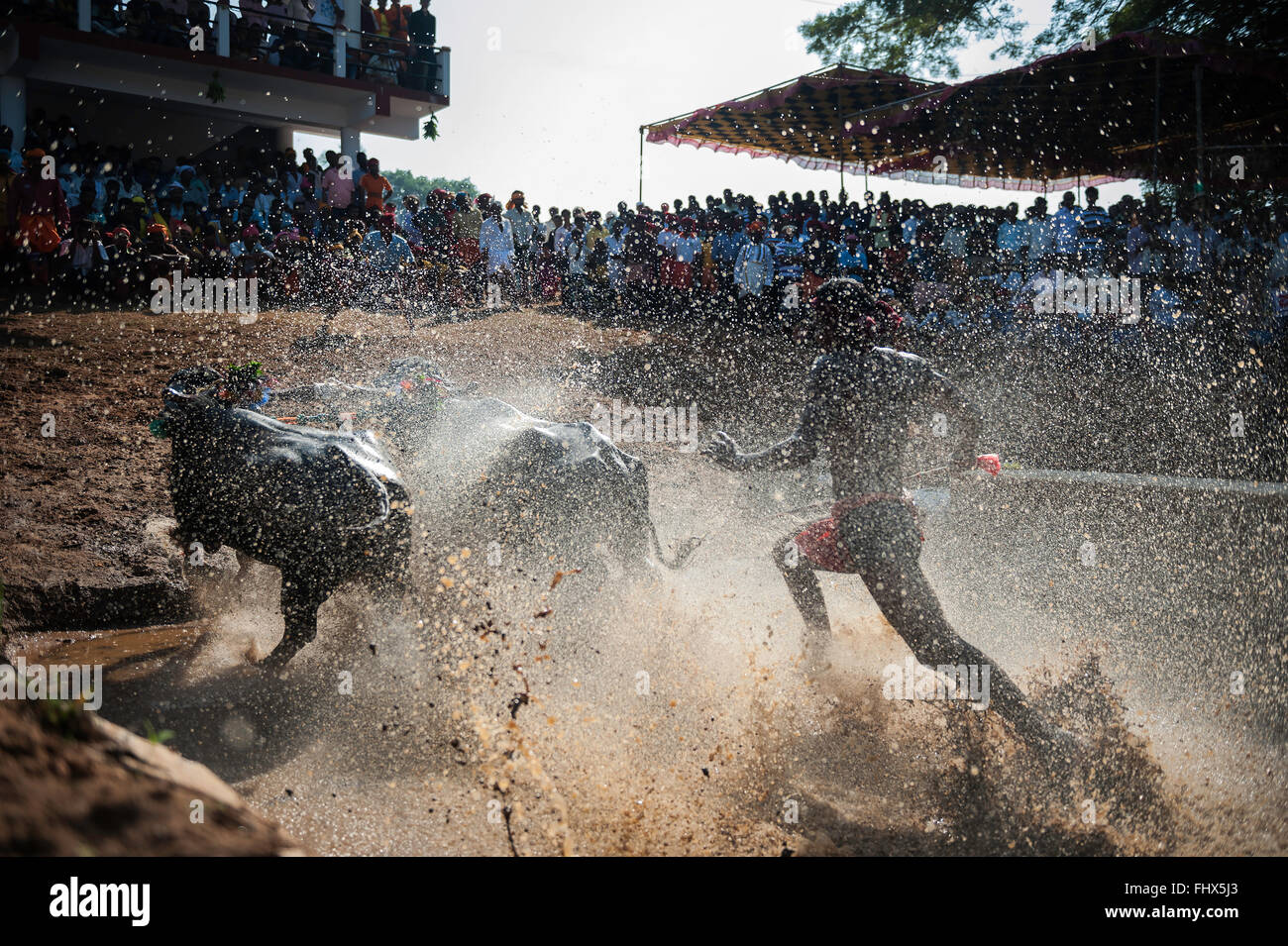 Gara di Buffalo celebrazione nella parte occidentale del Karnataka, India Foto Stock