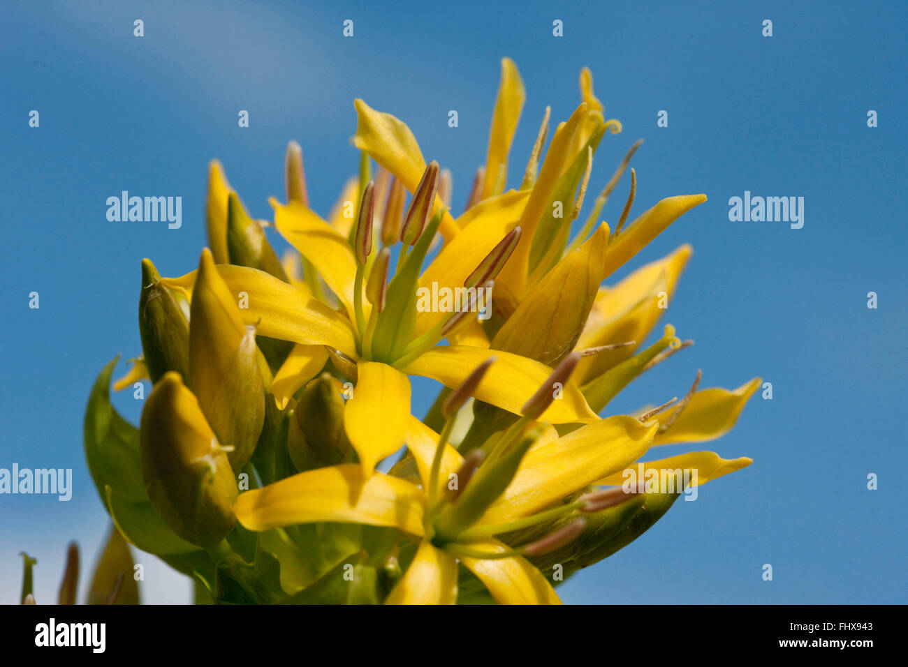 Grande Genziana Foto Stock