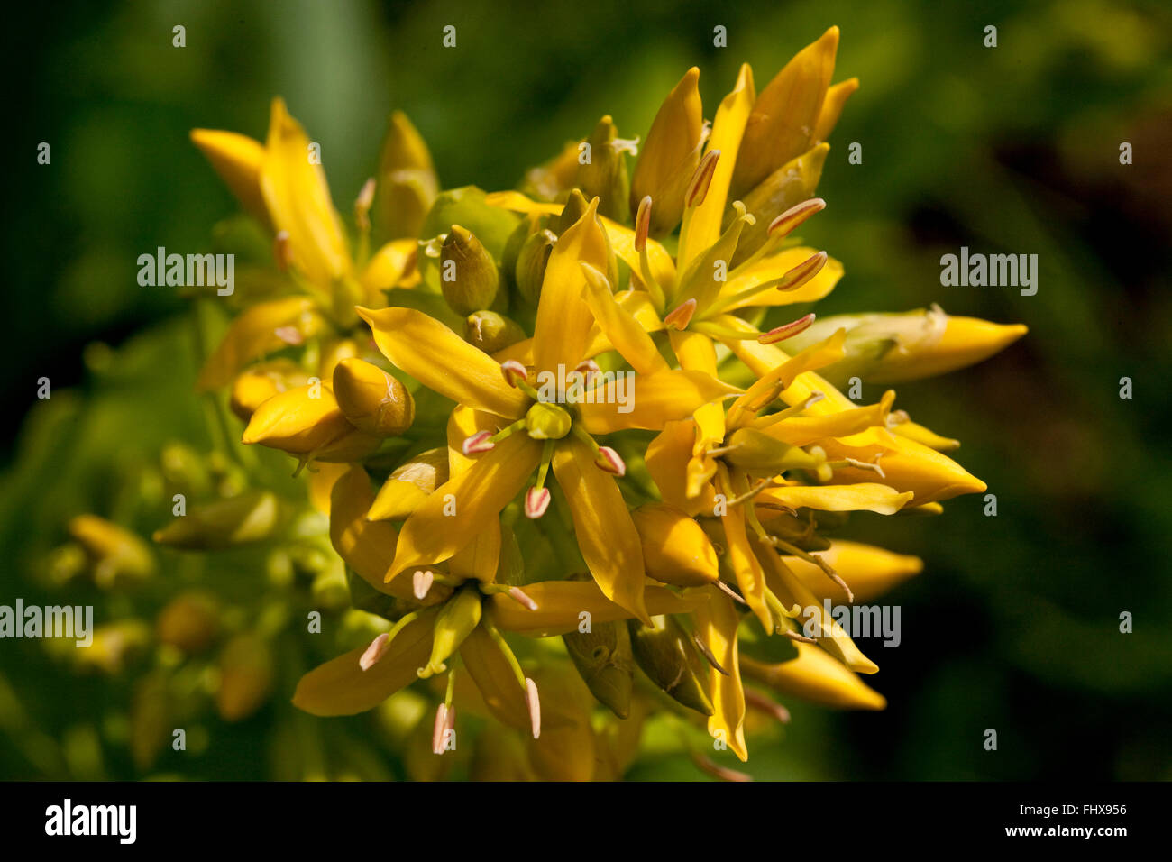 Grande Genziana Foto Stock
