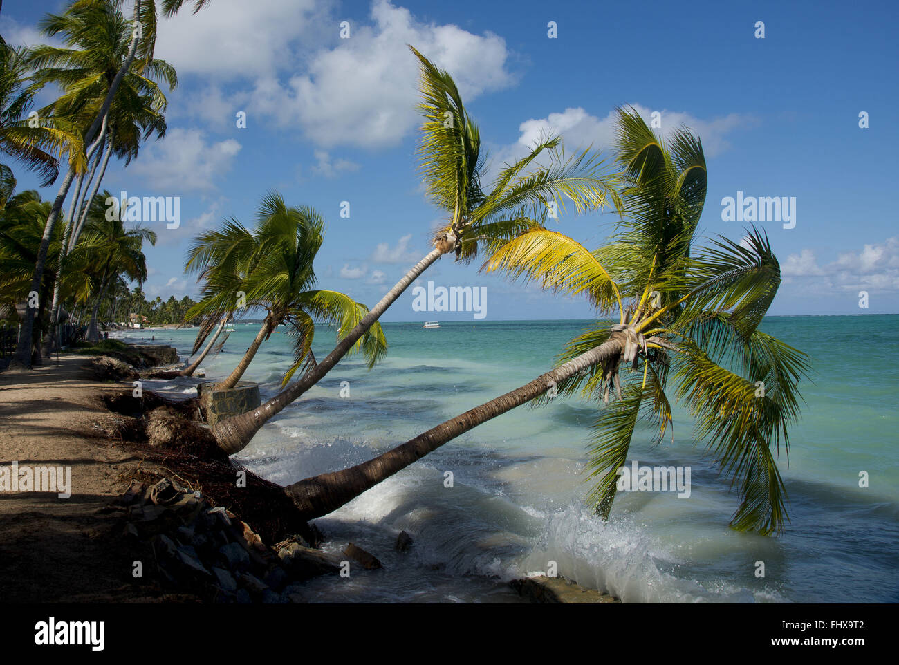 Gli alberi di cocco tumbled dall'avanzamento del mare presso la spiaggia di Ponta do Mangue Foto Stock