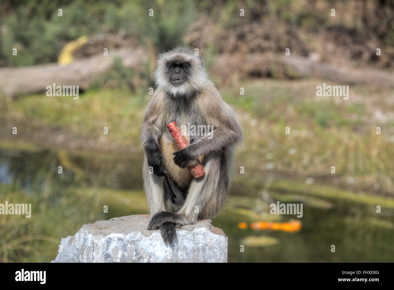 Wild scimmia in Rajasthan, India è mangiare una carota Foto Stock