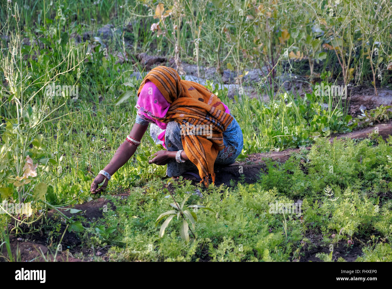 La donna lavora in giardino in Rajasthan rurale Foto Stock