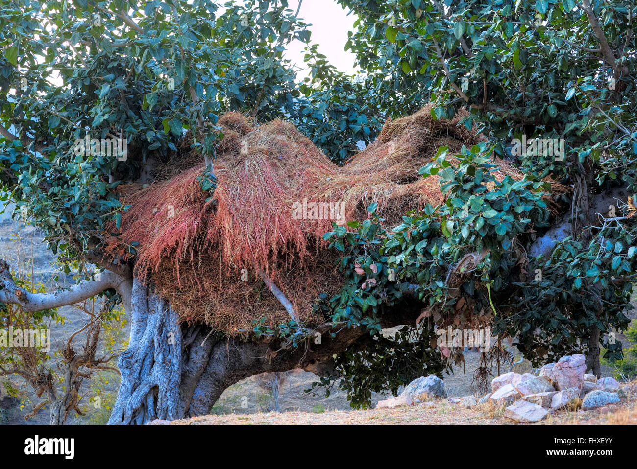 Il fieno posato a secco su un albero in Rajasthan rurale, India Foto Stock