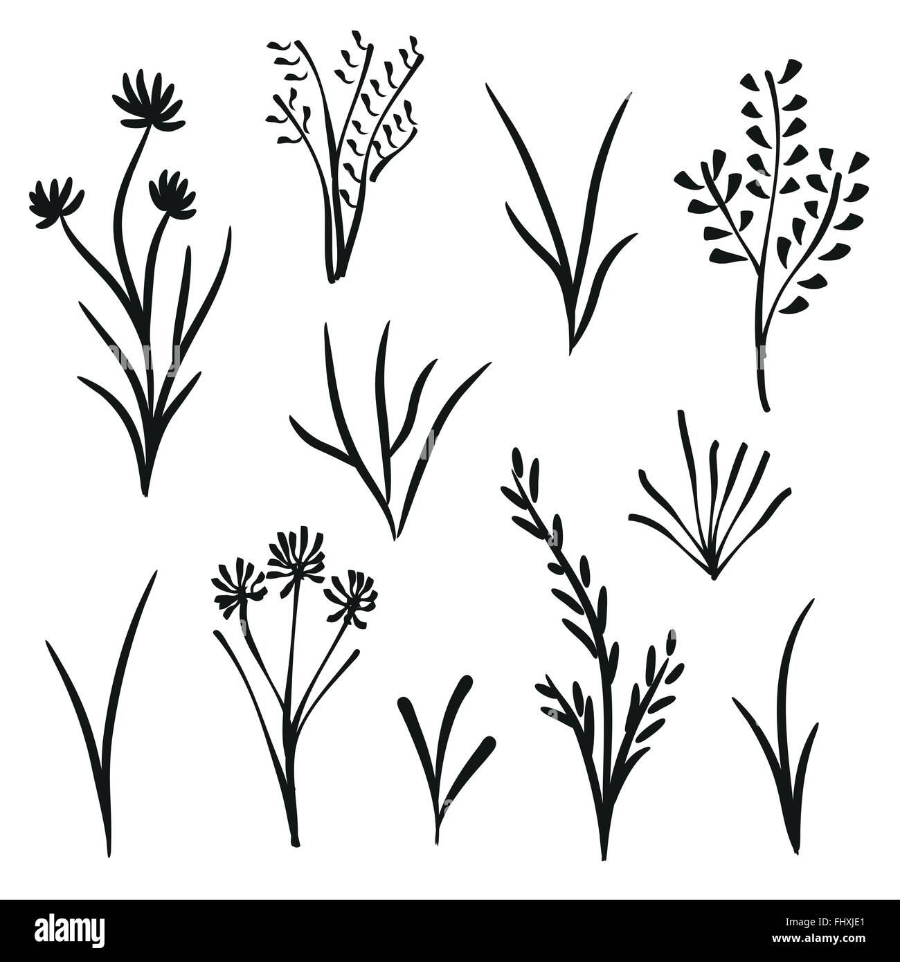 Giardino e piante selvatiche Illustrazione Vettoriale