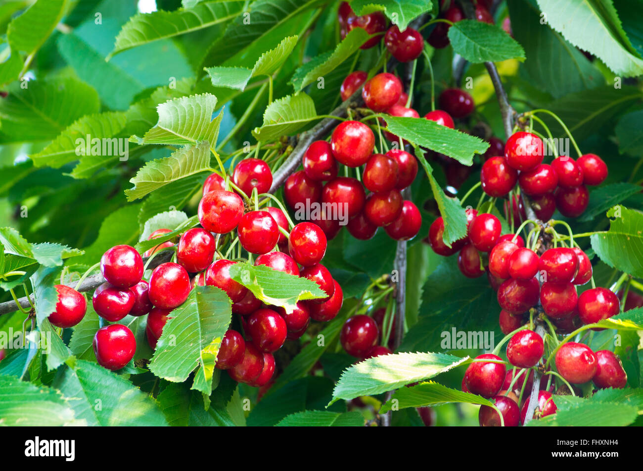 Ramo di ciliegio con frutti maturi e foglie. Foto Stock