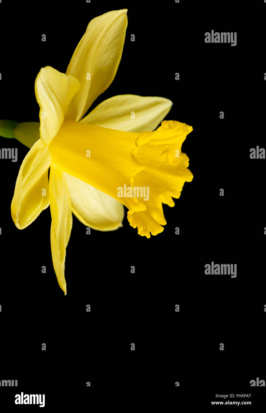 Daffodil giallo su sfondo nero Foto Stock