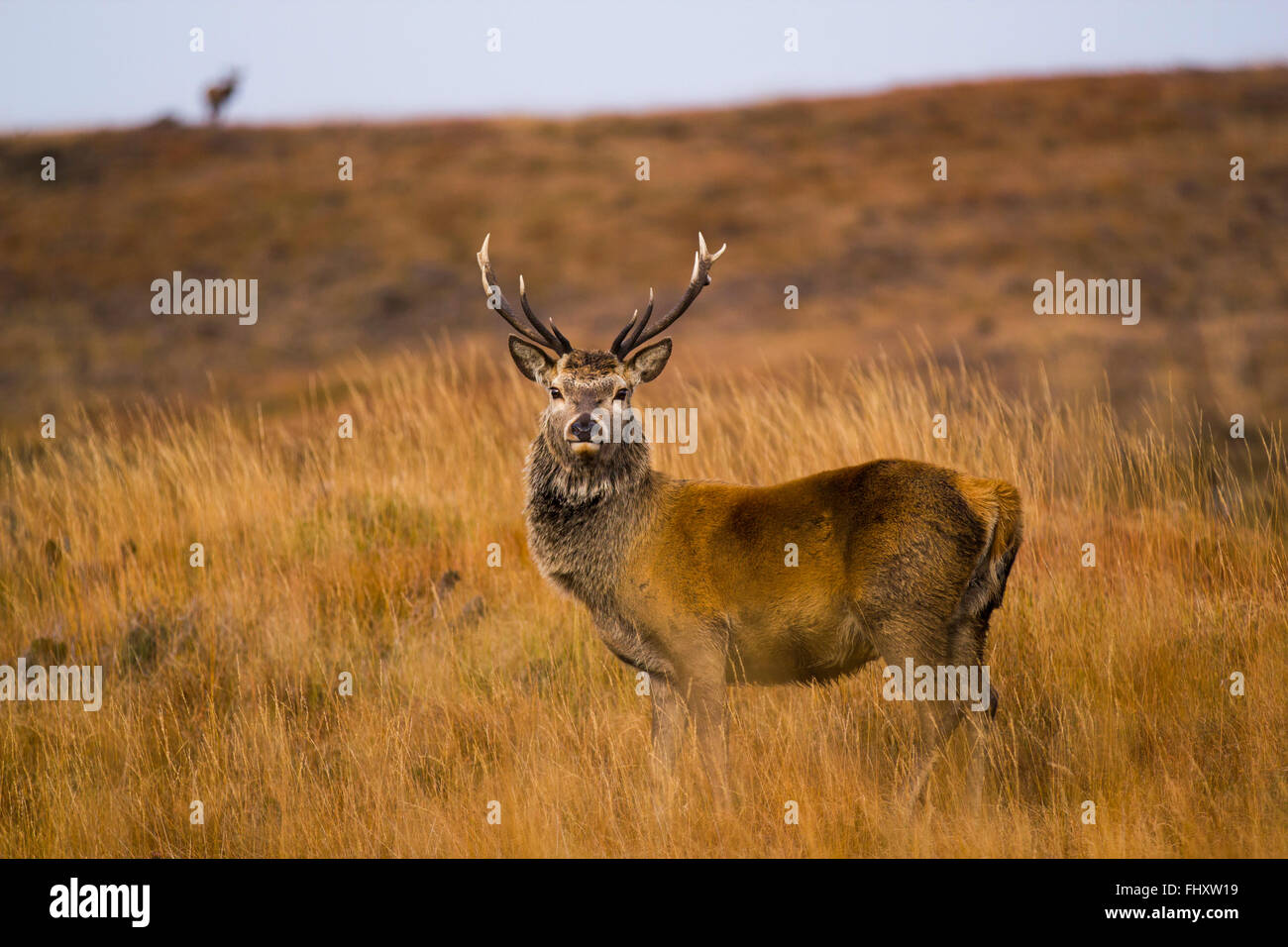 1 un solitario Red Deer cervo (Cervus elaphus) profilo palchi erba guardando la telecamera Isle of Jura Scozia Scotland Foto Stock