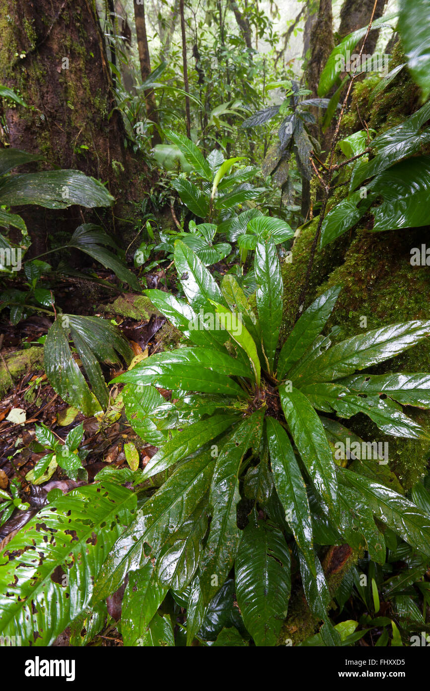 Rigoglioso sottobosco nella foresta nuvolosa di Omar Torrijos national park (El Cope), Cordillera Central, Cocle Affitto provincia, Repubblica di Panama. Foto Stock
