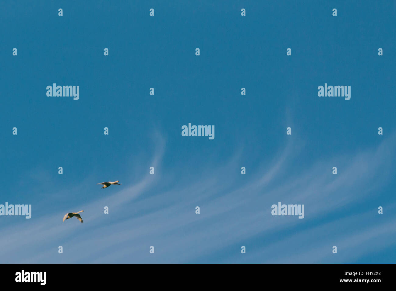 Cigni in volo contro il cielo Foto Stock