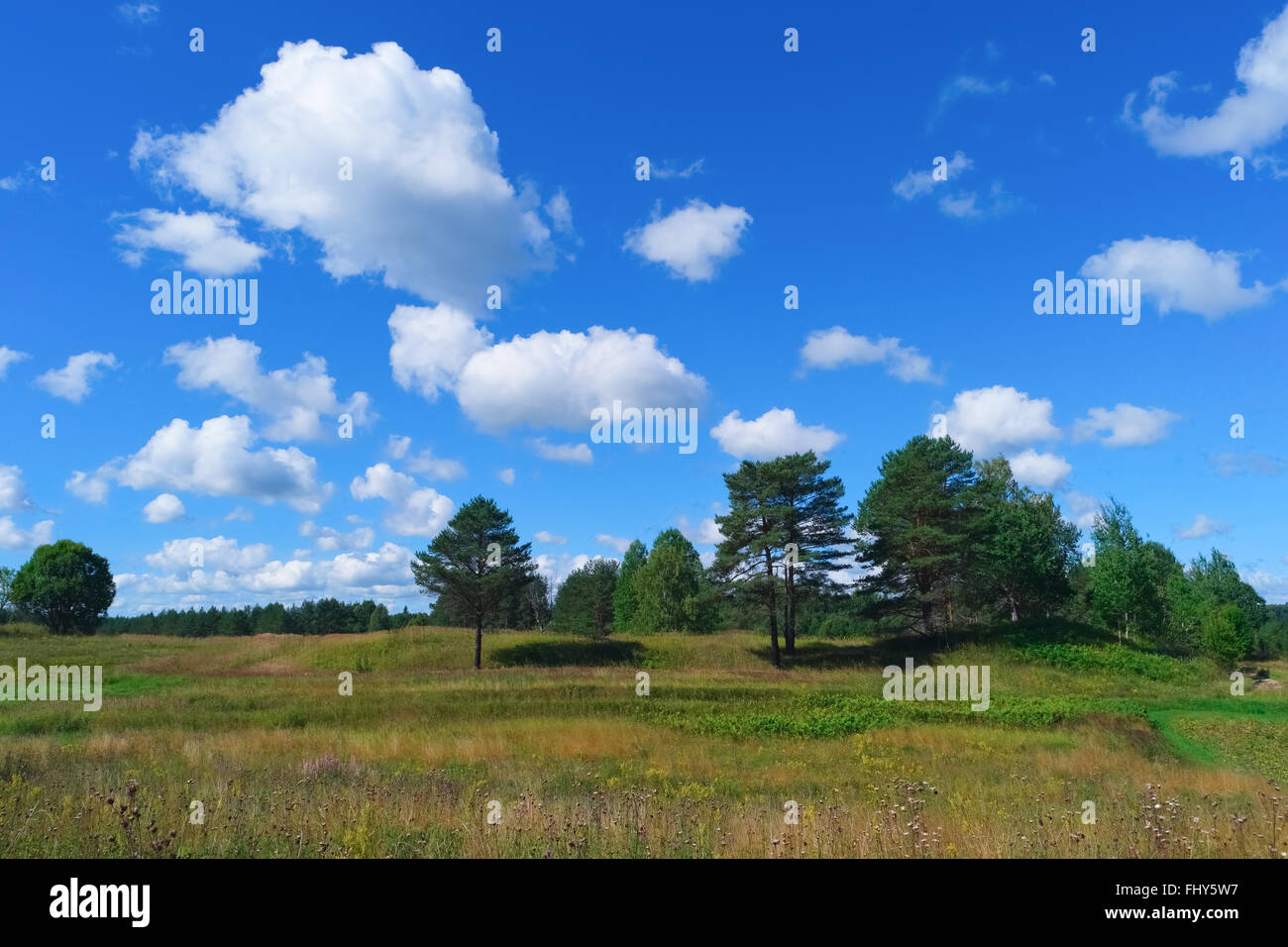 Bellissimo paesaggio estivo con il Cielo e nubi, erba e foresta Foto Stock