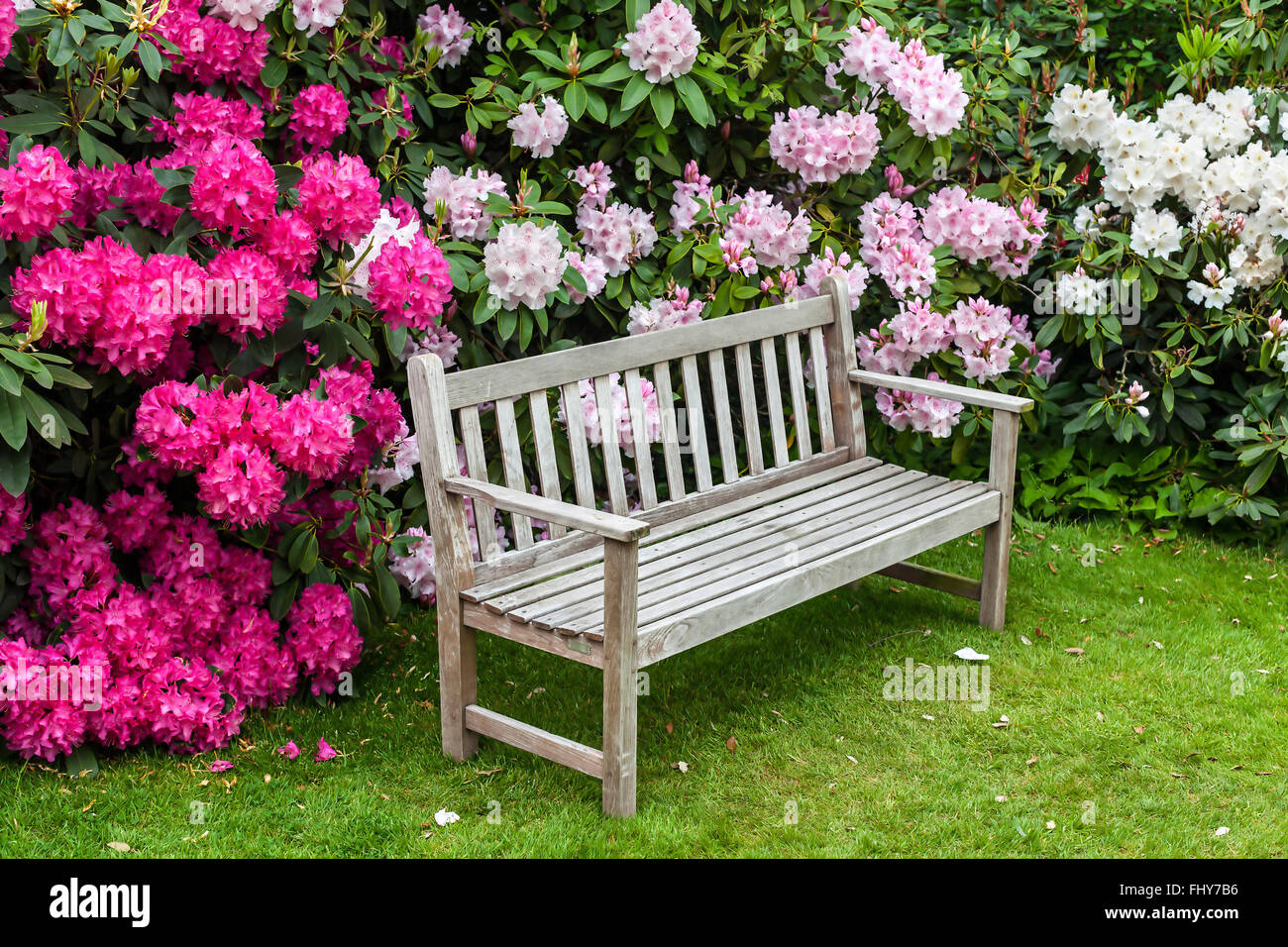 Giardino di rododendro con panca in legno. Foto Stock