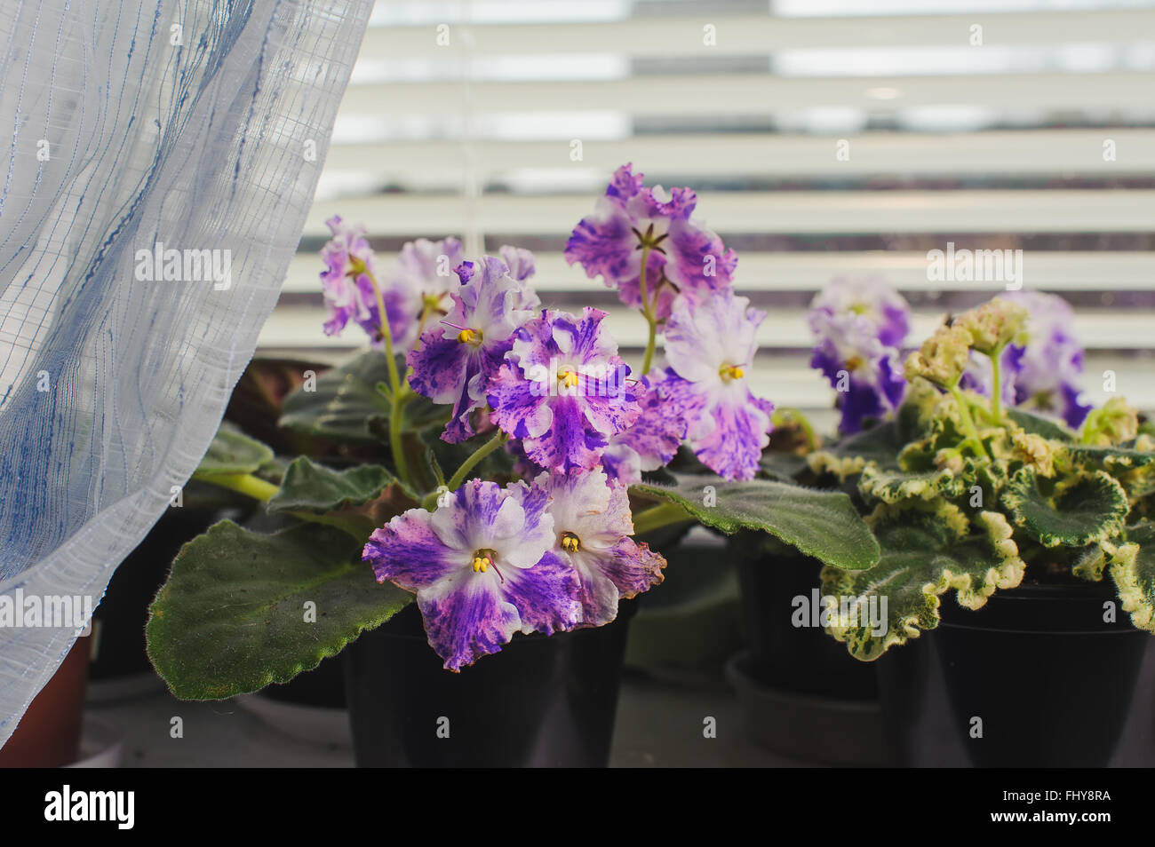 African Violet o Saintpaulia sullo sfondo della finestra con persiana, otturatore, houseplants. Foto Stock