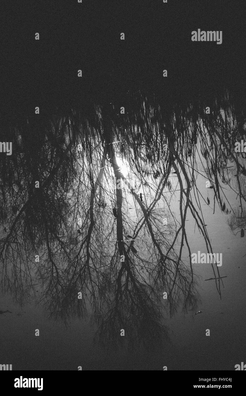 Alberi riflessi nell'acqua all'alba Foto Stock