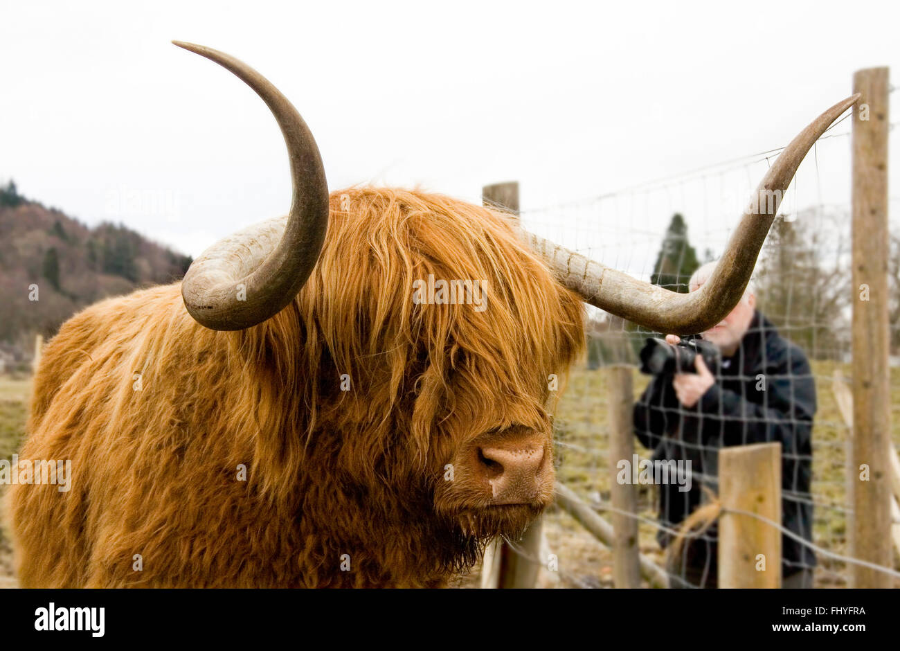 HIGHLANDS, Scozia. 5 Marzo: turistico non identificato di scattare foto a beautiful Golden pelose highland mucca. Il 5 marzo 2010 Foto Stock