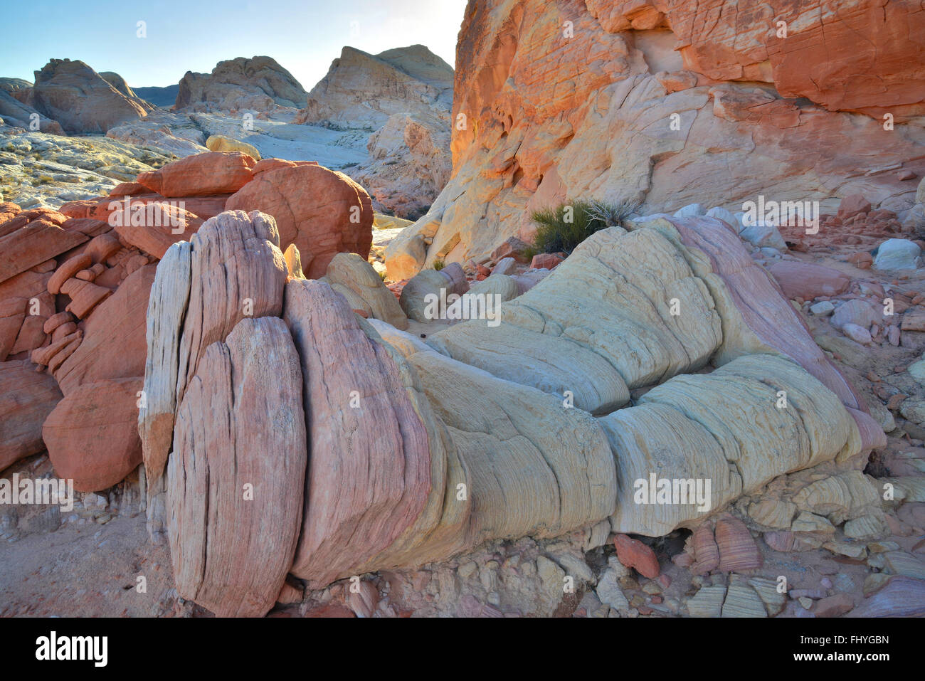 Arenaria colorata è ovunque nella Valle del Fuoco del Parco Statale di Southeastern Nevada nel sud-ovest americano Foto Stock