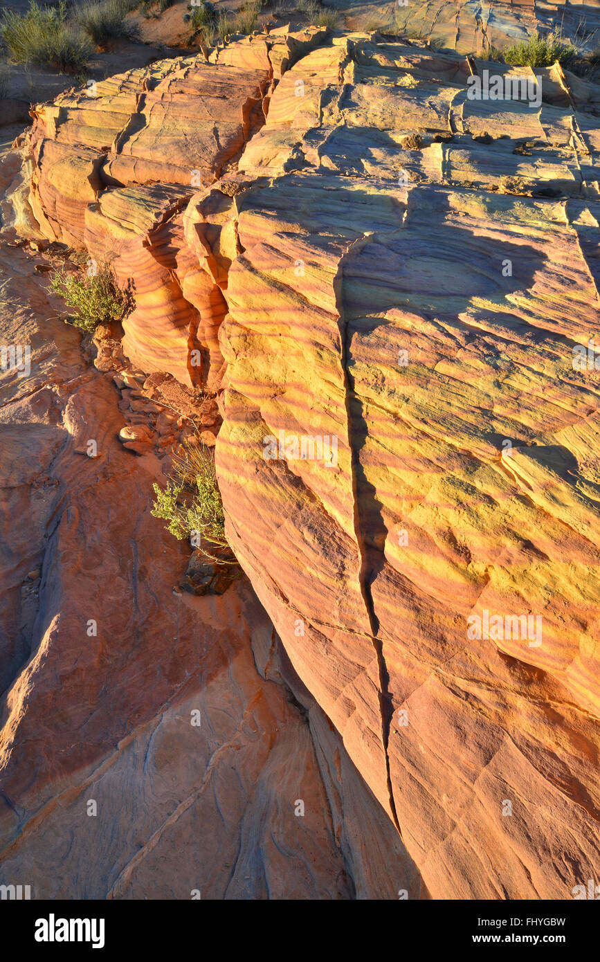 Arenaria colorata è ovunque nella Valle del Fuoco del Parco Statale di Southeastern Nevada nel sud-ovest americano Foto Stock