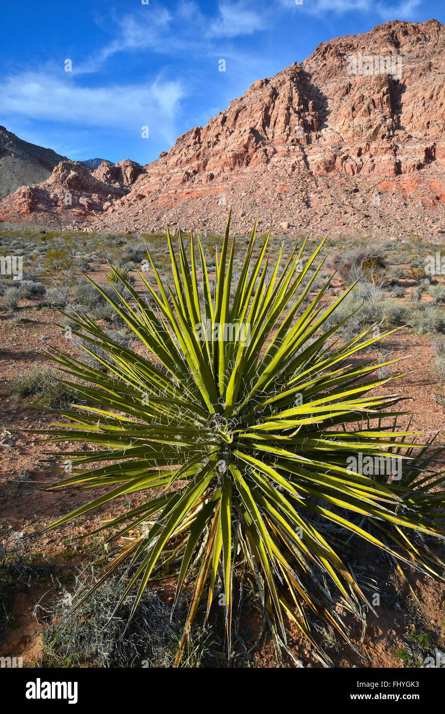 Serata al bacino di Calico e molla rossa vicino al Red Rock Canyon State Park e conservare a ovest di Las Vegas, Nevada Foto Stock