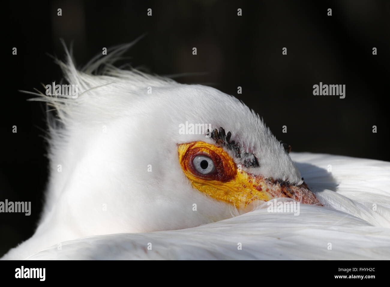 Un primo piano del volto di un americano bianco pelican, Pelecanus erythrorhynchos, Everglades National Park Foto Stock