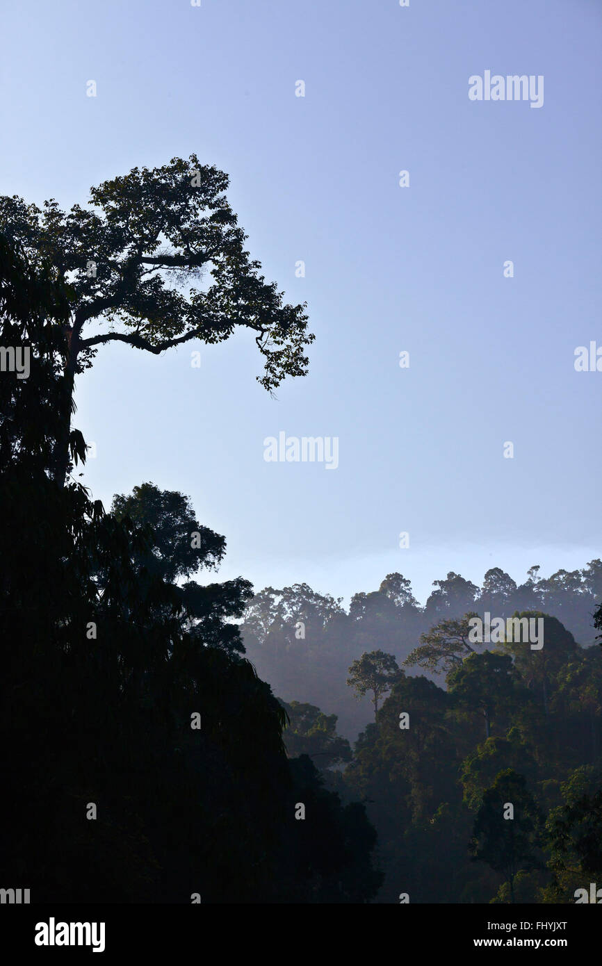 Una giungla tropicale su CHEOW EN lago in Khao Sok NATIONAL PARK - Tailandia Foto Stock