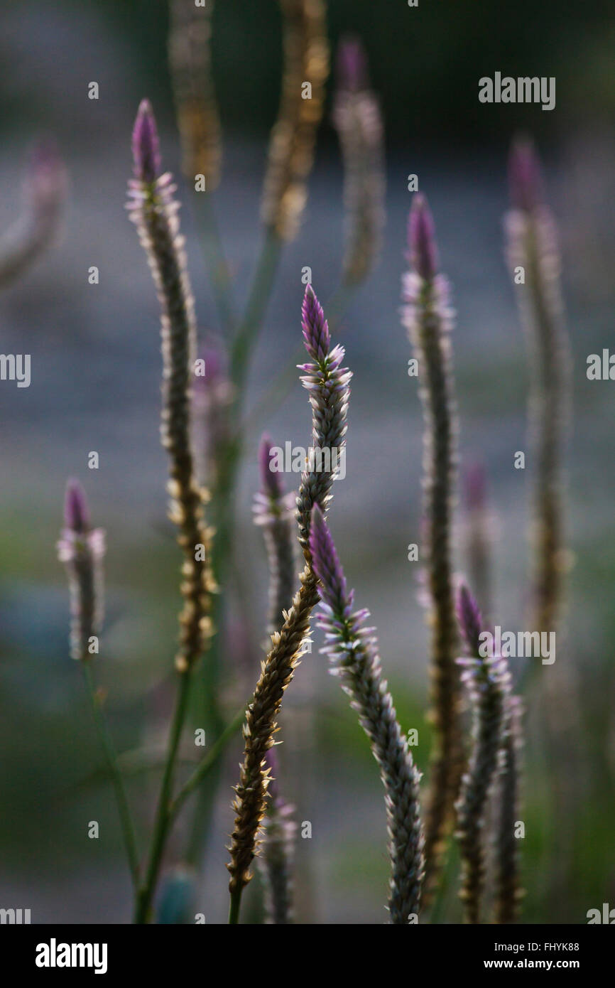 Vita vegetale al Riverside cottages in KHO SOK, un luogo di soggiorno perfetto per visitare Kho Sok National Park - Tailandia Foto Stock