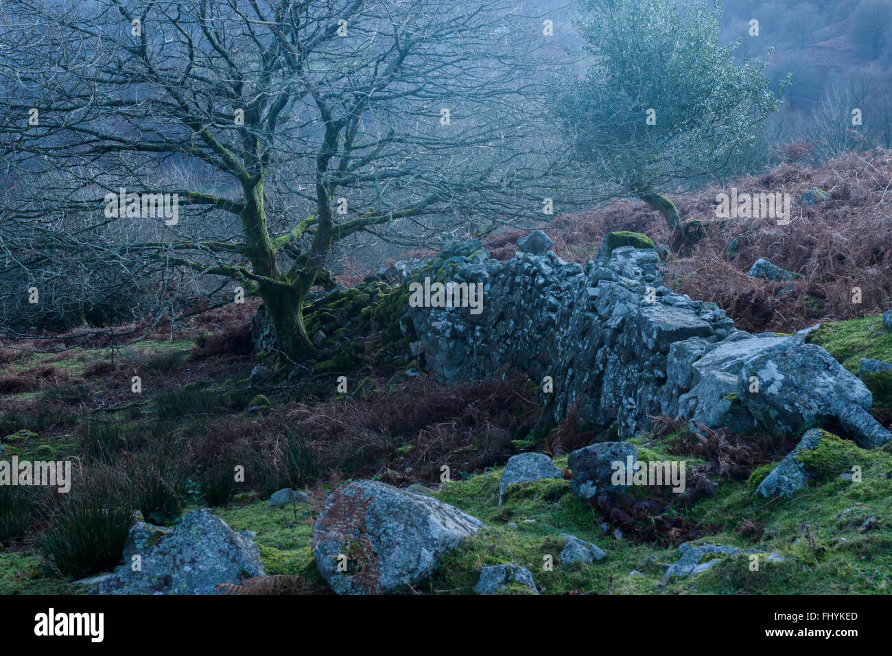Uno sbriciolamento di pietra a secco parete che divide due alberi sul pendio di una collina in Brecon Beacons, Galles. Foto Stock