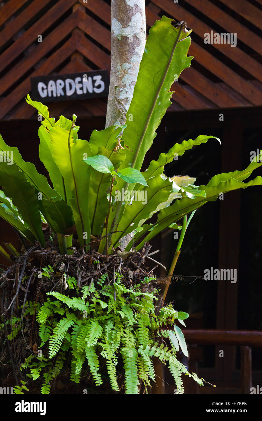 Vita vegetale al Riverside cottages in KHO SOK, un luogo di soggiorno perfetto per visitare Kho Sok National Park - Tailandia Foto Stock