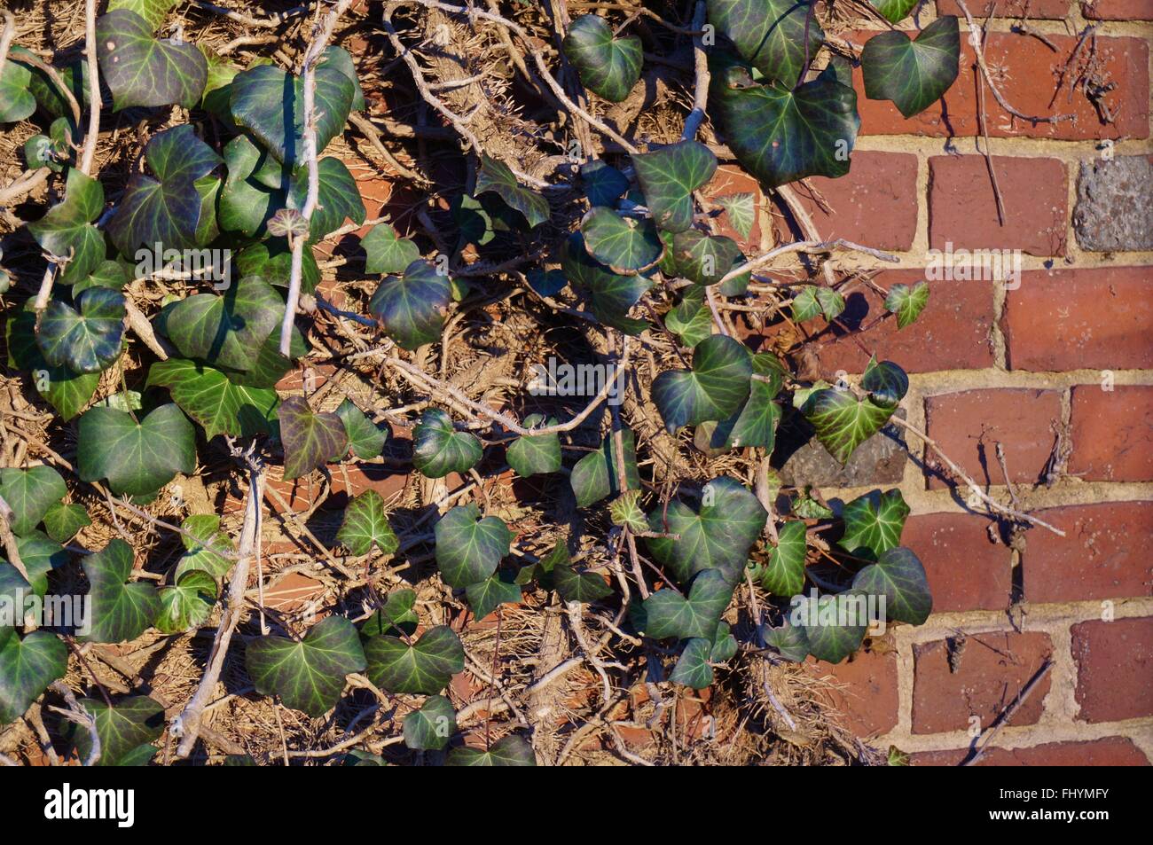 Il campus dell'Università di Princeton, un Ivy League school di Princeton, New Jersey, Stati Uniti Foto Stock