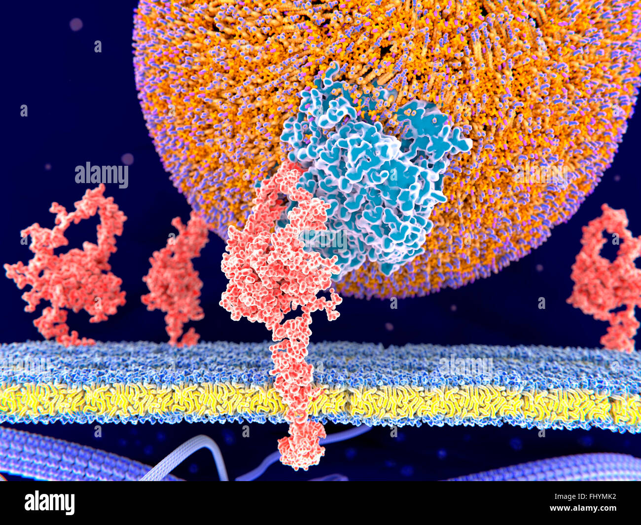 LDL legato al recettore Computer illustrazione di una lipoproteina a bassa densità (LDL), o 'cattive' colesterolo, molecola (round) legato a Foto Stock