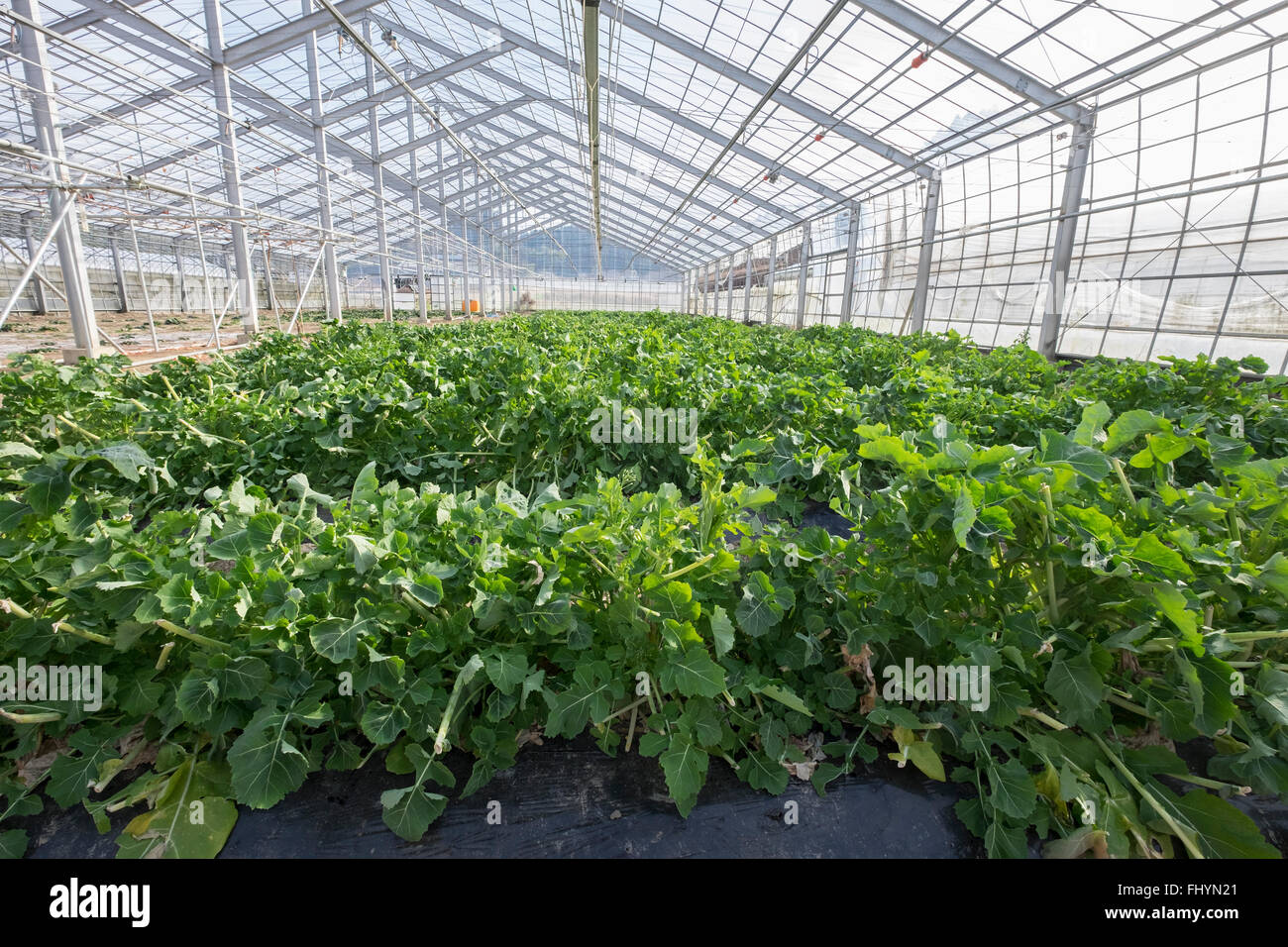 La rapa giapponese, che cresce su terreni bonificati dopo che la zona è stata distrutta durante il 2011 il terremoto e lo tsunami in Miyagi, Giappone. Foto Stock