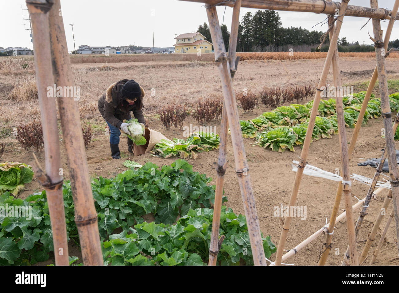 Un volontario dall'agenzia di aiuti Caritas, confezioni cavolo cinese sulla terra che è stata colpita dal 2011 terremoto e dello tsunami. Foto Stock