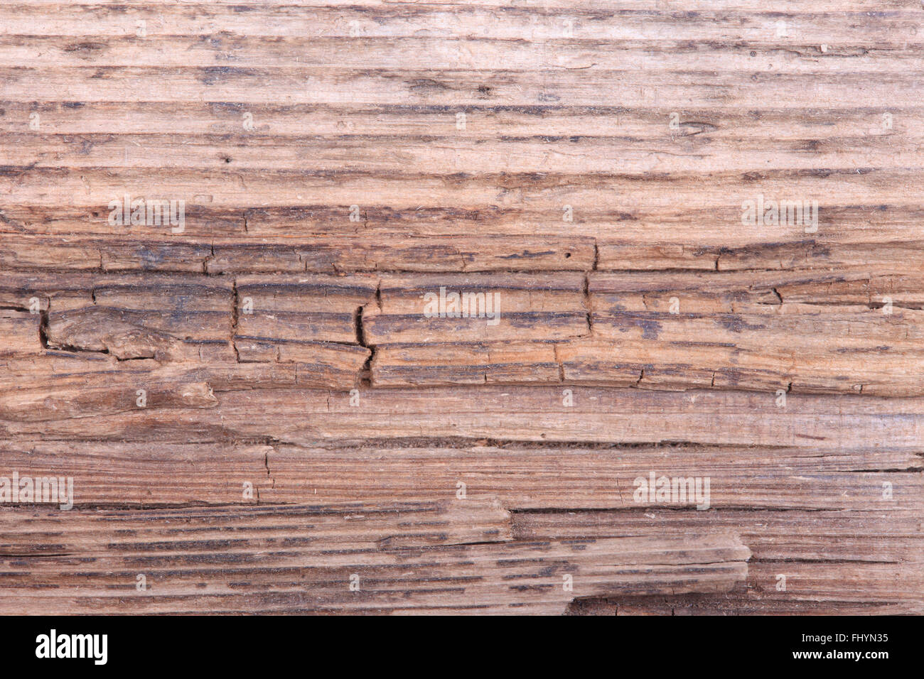 La texture del vecchio marcio legno incrinato. hard light Foto Stock