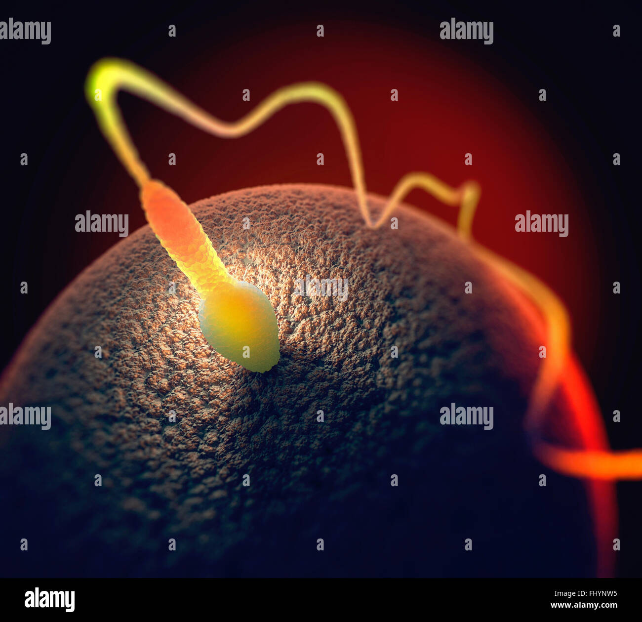 Sperma umano e uovo, illustrazione. Foto Stock