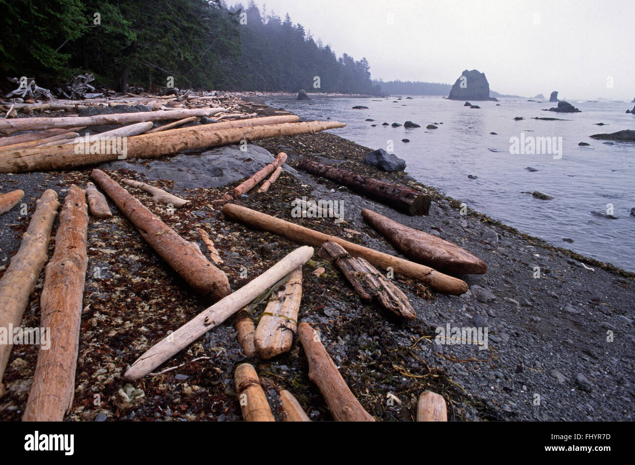 Il TEMPORATE RAIN FOREST crea un sacco di legno deriva vicino al punto di sabbia nel parco nazionale di Olympic - Washington Foto Stock