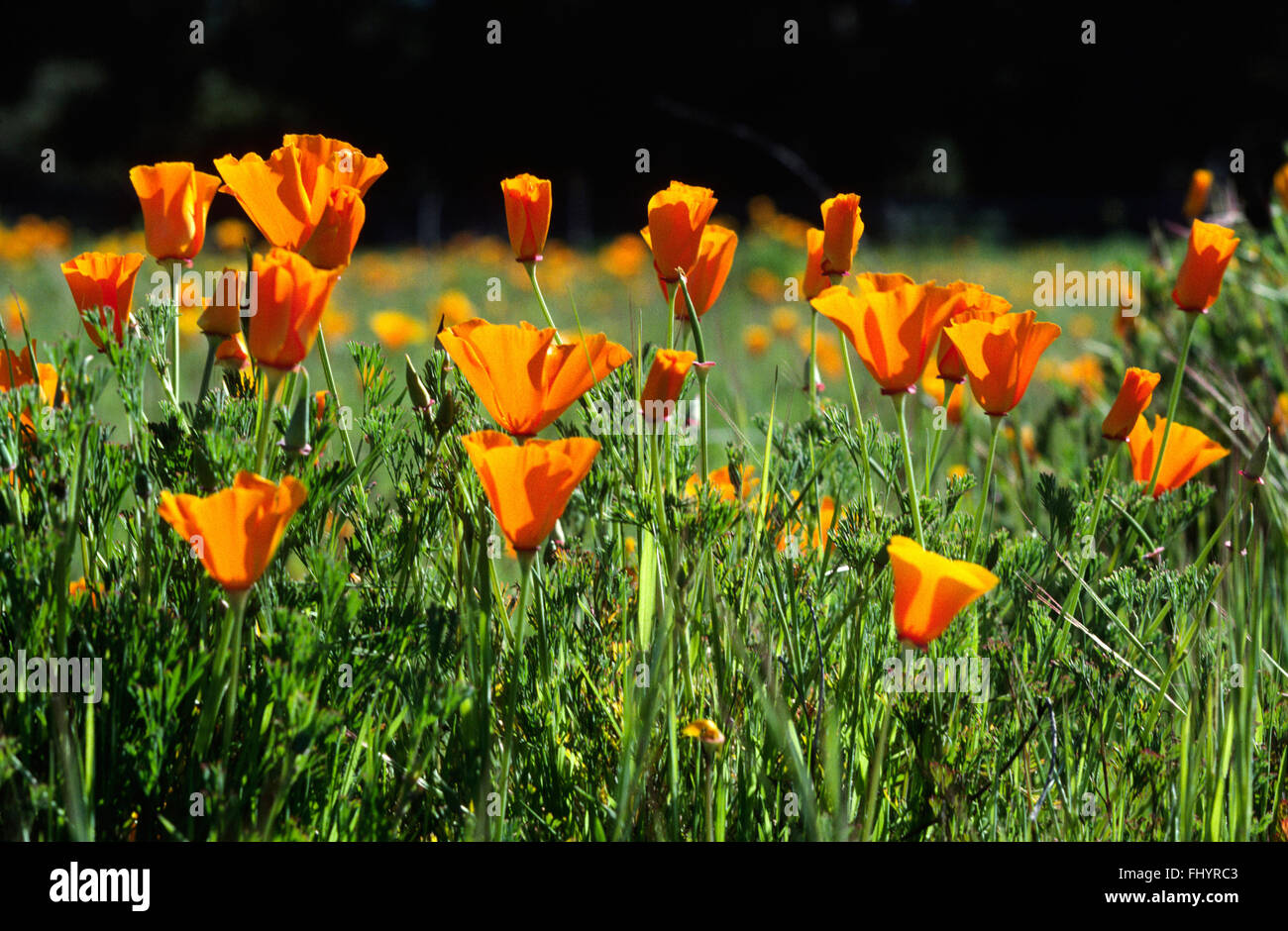 CALIFORNIA PIANTE DI PAPAVERO (Eschscholzia californica) - contea di Monterey in California Foto Stock