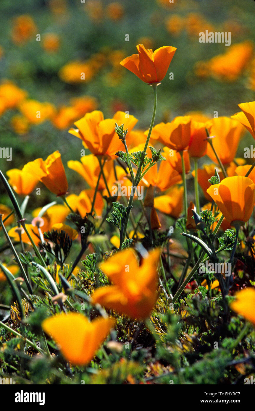 CALIFORNIA PIANTE DI PAPAVERO (Eschscholzia californica) in Bloom - MONTEREY, County, California Foto Stock