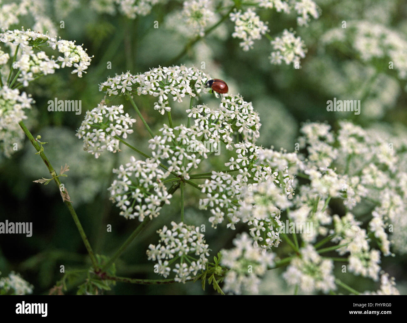 Il veleno la cicuta (Conium maculatum), un membro della famiglia di carota e coccinella - MONTEREY County, California Foto Stock