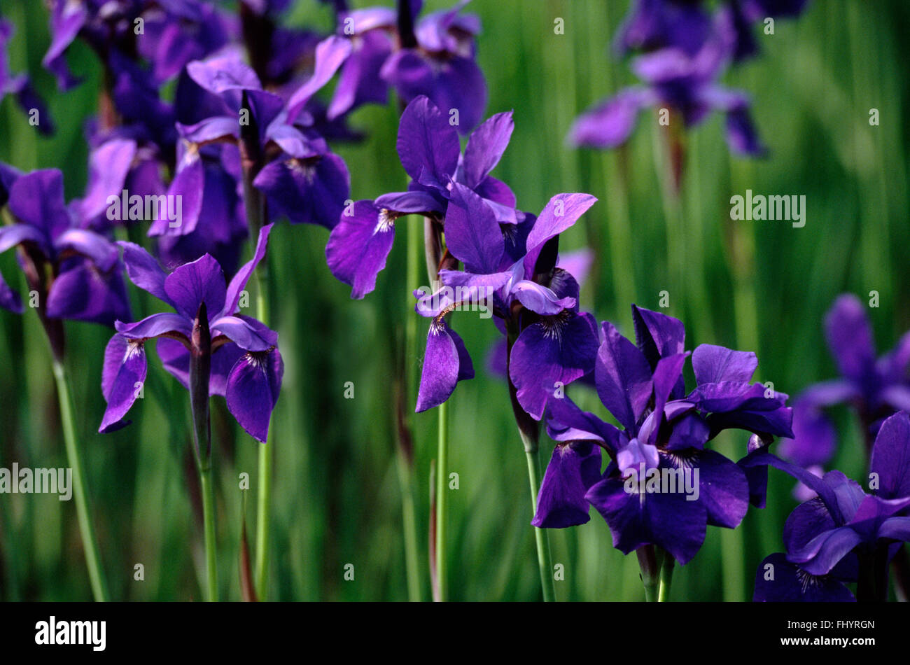 IRIS viola in bloom (Iris unguicularis) Foto Stock