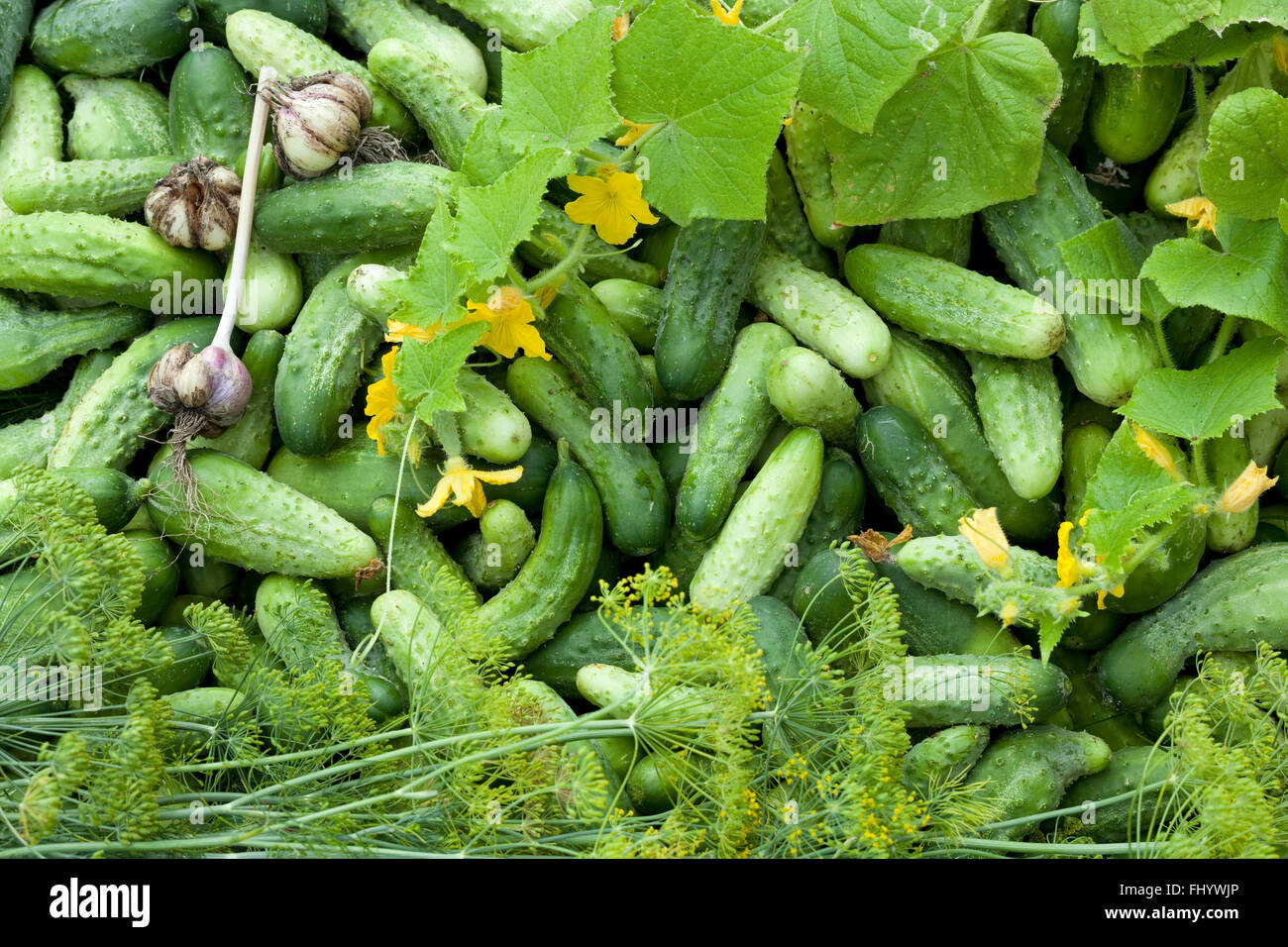 Giovani cetrioli e il germoglio cetriolo come sfondo Foto Stock