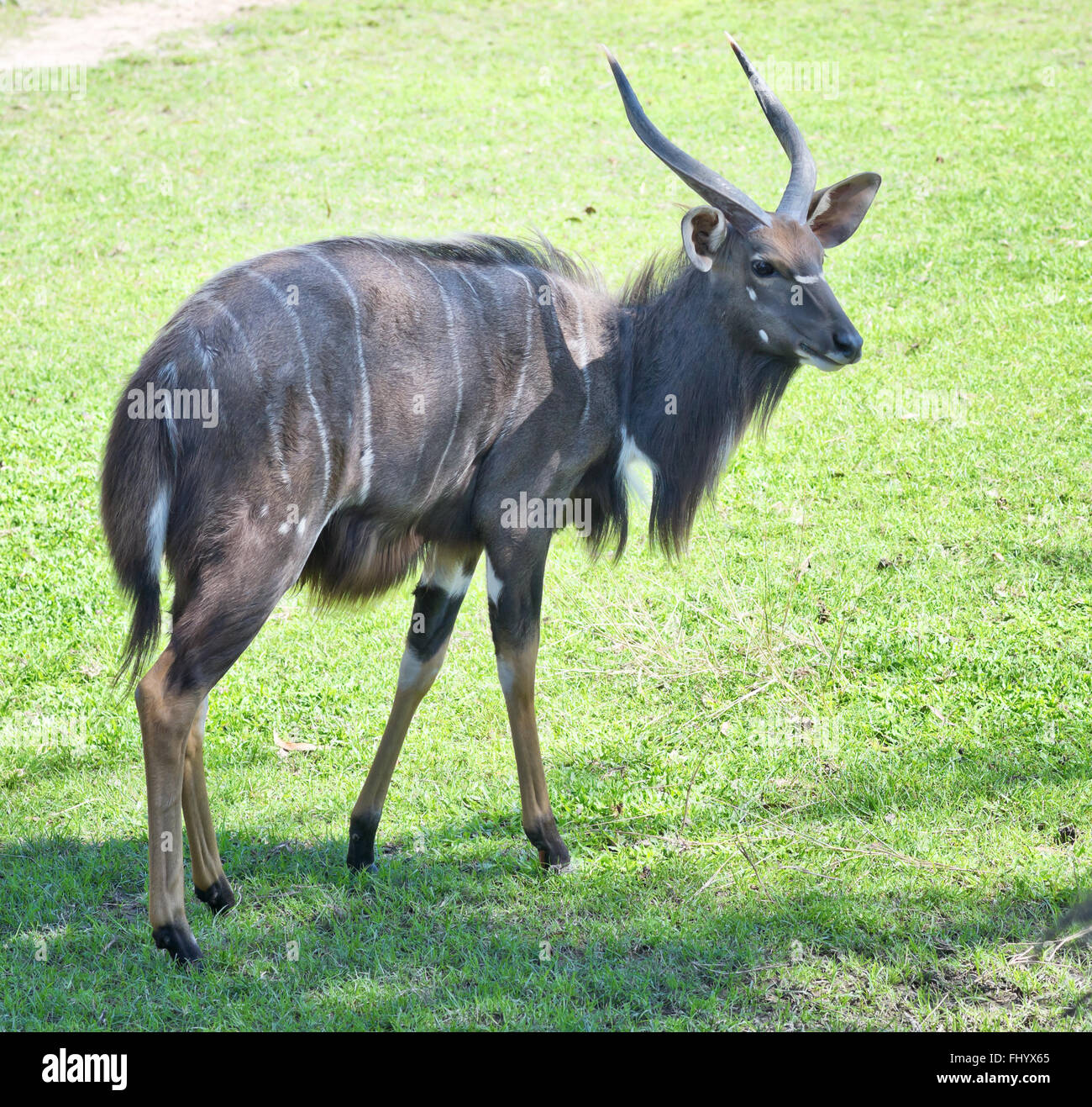 Immagine ravvicinata di sitatunga Foto Stock