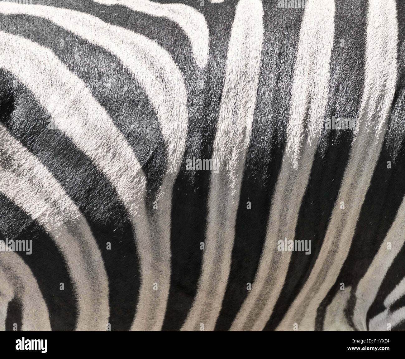 Immagine di una pelle di zebra Foto Stock