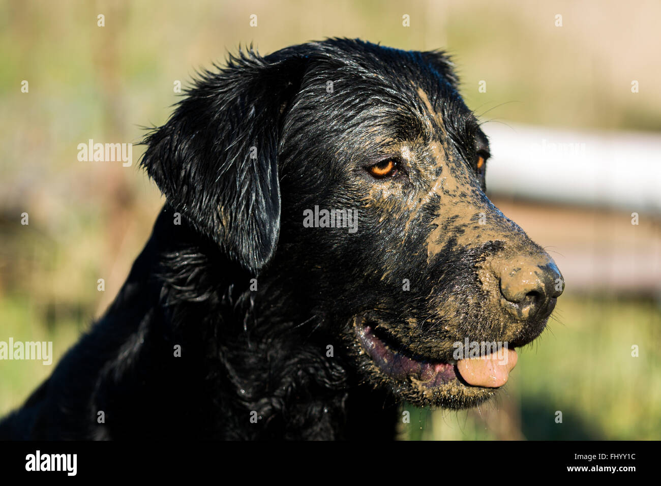 Il Labrador nero con fango sulla sua faccia Foto Stock