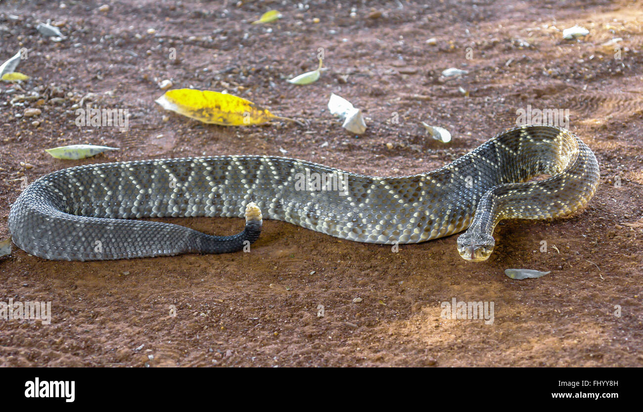 Rattlesnake o cascabel snake Foto Stock